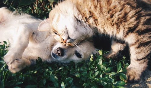 Dog owner reviewing pet insurance options in Houston